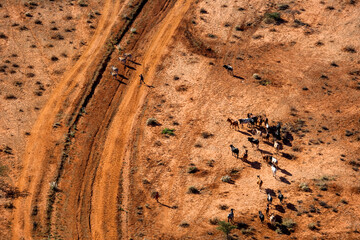 Shepherding Livestock Tsavo West. Kenya.