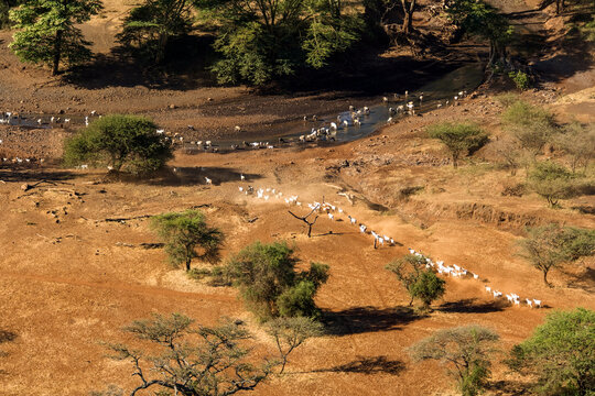 Shepherding Livestock Tsavo West. Kenya.
