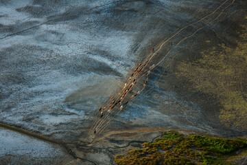 Shepherding Livestock Shombole Area of Kenya