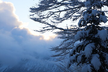 Snow covered branches contrasted against sky 
