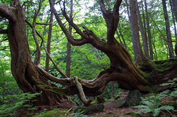 苔の森の大樹