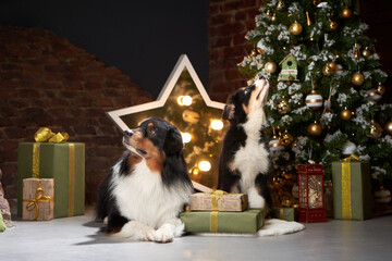 Family of two dogs by Christmas tree. Australian Shepherd, Puppy In holiday Decorations