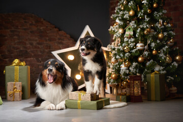 Family of two dogs by Christmas tree. Australian Shepherd, Puppy In holiday Decorations