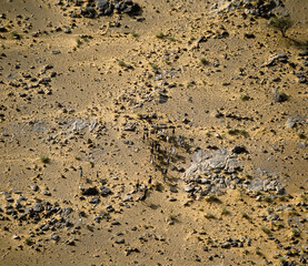 Livestock Animals Sahara Desert Nterguent and Area Mauritania Africa