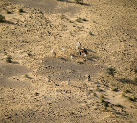 Camel Herders Bedouin Aoujeft Sahara Desert Mauritania Africa