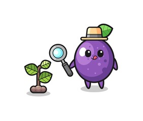 cute passion fruit herbalist researching a plants