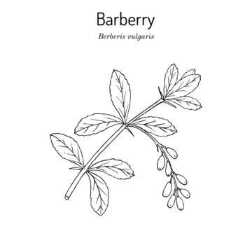 Barberry Berberis vulgaris branch with berries
