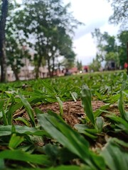 The Lawn Garden