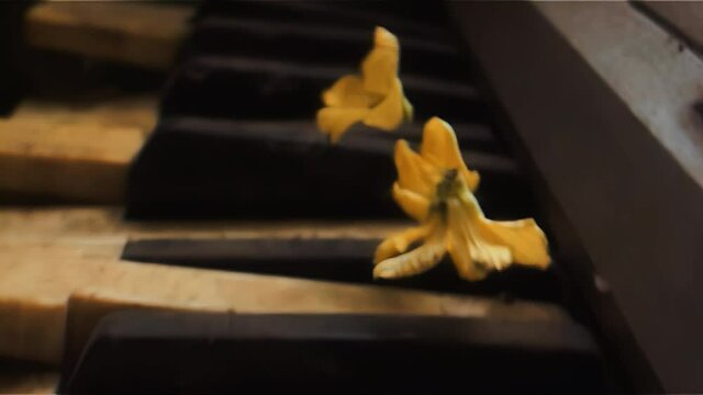 ultra slow motion follow shot of three petals dramatically falling on old thrown away piano keyboard keys for intro or credit film on Netflix