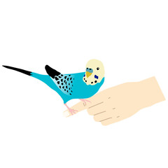 Illustration of a hand-riding blue budgerigar (white background, vector, cut out)