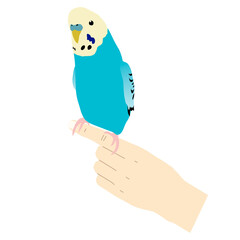Illustration of a hand-riding blue budgerigar (white background, vector, cut out)