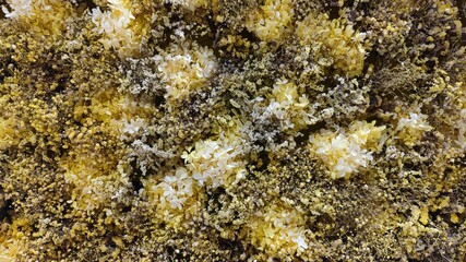 Obraz na płótnie Canvas lichen on stone