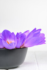 Fototapeta na wymiar Bouquet of purple flowers Colchicum autumnale in vase on white table Vertical