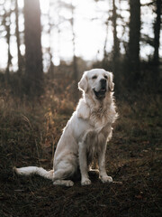 golden retriever in the park