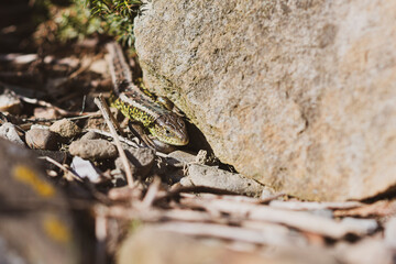 Large stones and small lizard. Lacerta agilis hiding near a brown sunlit rock in a garden. Reptile in a natural habitat in Poland. Selective focus on the details, blurred background.