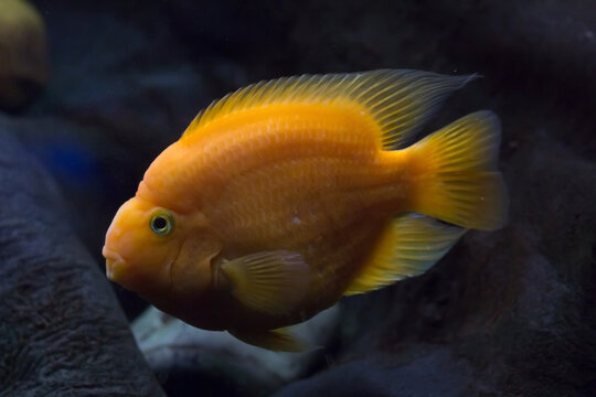 Orange southern fish in the aquarium, dark background, close-up.