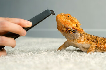 Process of feeding of bearded agama dragon with insect cockroach at home on carpet. The content of...
