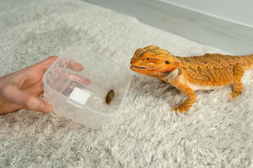 Process of feeding of bearded agama dragon with cockroach at home on carpet, he is eating insects from plastic container. Content of the lizard at home. Animal from Australia. Exotic domestic pet. - obrazy, fototapety, plakaty