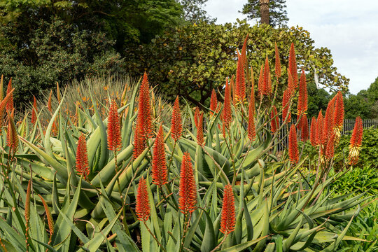 Flowering red hot poker agave (kniphofia) in garden