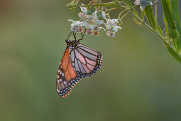 Monarch butterfly back-lit by the setting sun, feeding on milkweed flowers. Nature green background.