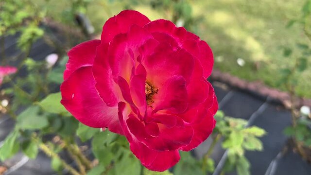 ダブルデライトの花