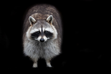 Raccoon with a black background