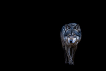 Grey wolf with a black background © AB Photography