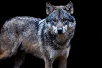 Draagtas Grey wolf with a black background © AB Photography