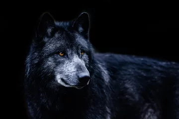 Deurstickers Black wolf with a black background © AB Photography