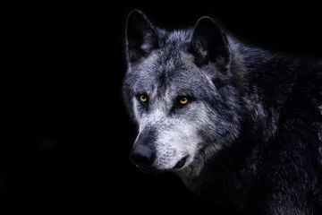 Gordijnen Black wolf with a black background © AB Photography