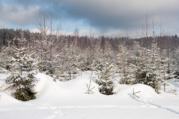 Edge of winter forest