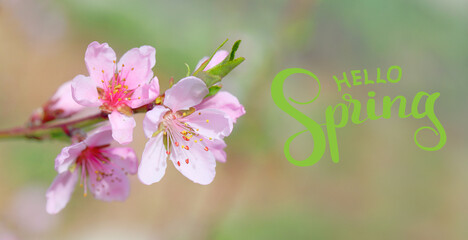 Obraz na płótnie Canvas Hello spring - sakura blossom, beautiful postcard template. Pink and green shades for web screensavers for April holidays.