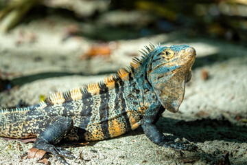 Head portrait of very impressive lizard black spiny-tailed iguana (Ctenosaura similis) in beach of...