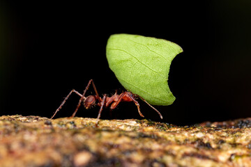 Leafcutter ant (Atta cephalotes) on branch, carrying green leaf. It cuts leaves and grows mushrooms...