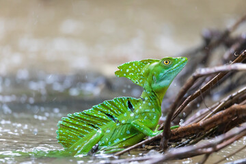 Plumed green basilisk (Basiliscus plumifrons), sitting on branch protruding from water, rainy tropical weather with raindrops in water. Refugio de Vida Silvestre Cano Negro, Costa Rica wildlife . - obrazy, fototapety, plakaty