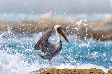 Brown pelican (Pelecanus occidentalis) against water splash from pacific ocean waves. Ocotal Beach,...