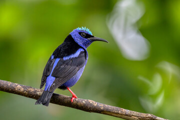 Red-legged honeycreeper (Cyanerpes cyaneus), La Fortuna, Volcano Arenal, Wildlife and birdwatching in Costa Rica.