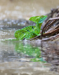 Plumed green basilisk (Basiliscus plumifrons) Cano Negro, Costa Rica wildlife - obrazy, fototapety, plakaty