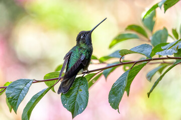 violet-headed hummingbird (Klais guimeti) Beautiful bird at San Gerardo de Dota, Wildlife and birdwatching in Costa Rica.