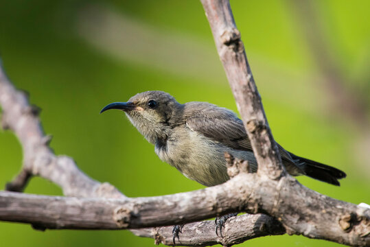 Cinnyris osea or Palestine Sunbird ,female, on a branch.