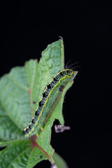Insects -Beetle ,snail,grasshopper,dragon fly,frogs ,spiders,moth,caterpillars