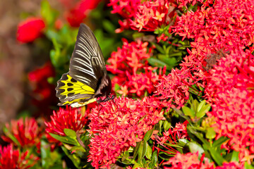The butterfly is looking for its food.