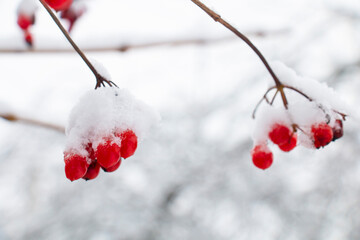 red berry viburnum covered with snow, on a winter sunny day