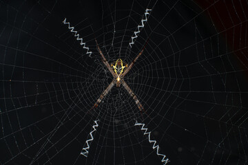 Insects -Beetle ,snail,grasshopper,dragon fly,frogs ,spiders,moth,caterpillars