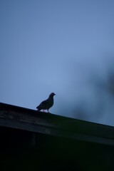 crow on the roof