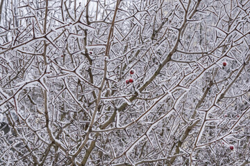 Red berries and spikes of hawthorn snow-covered bush. Fabulous winter Christmas background.