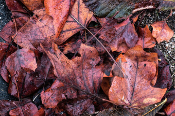 Red autumn leaves close up still on a nature ground still