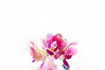 Creative pink orchid closeup. Bright textured petals, colorful blooms, natural Phalaenopsis flower. Selective focus on the details, object isolated on white background.