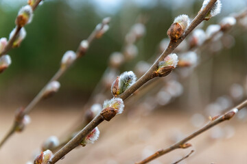 Close up of spring background with gentle fluffy willows.