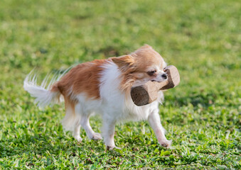 chihuahua holding an object